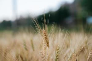 Field of wheat farm