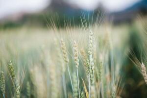 Field of wheat farm photo