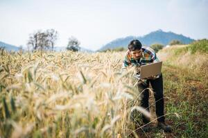 Smart farmer checking barley farm with laptop computer photo