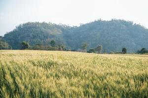 Field of wheat farm photo