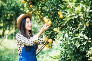 mujer cosechando una plantación de naranjos foto