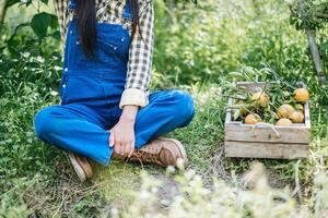 Woman harvesting an orange plantation photo