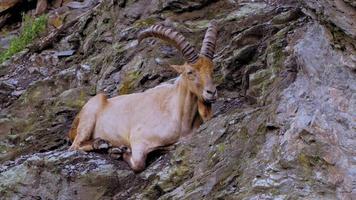 chèvre sauvage dans les montagnes video