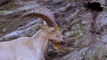 Wild Goat in The Mountains, closeup