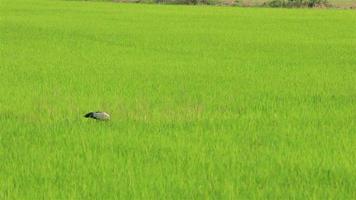 Pájaro cigüeña pintada en busca de comida en los campos video