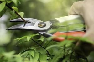 Asian gardener Pruning shears tree to cut branches on plant, hobby photo