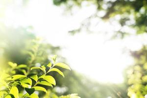 Green natural background, greenery background photo