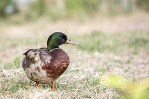 Male Mallard Duck on the green grass. photo