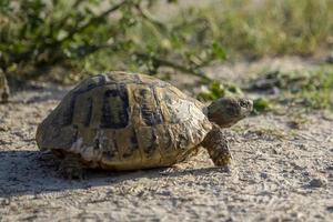 Hermann's tortoise crawling in the nature in Bulgaria.