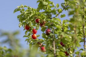 Red mirabelle cherry plums - lit by sun, growing on wild tree. photo