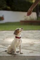 joven jack russell terrier al aire libre mirando hacia arriba. foto