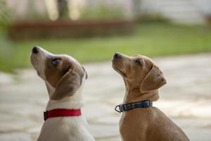 dos jóvenes jack russell terrier al aire libre mirando hacia arriba. foto