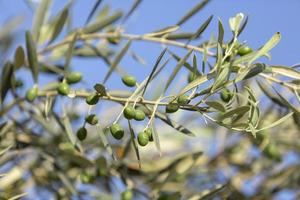 Close up shot of an olive tree with fresh olives and green leafs. photo