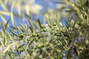 Close up shot of an olive tree with fresh olives and green leafs. photo