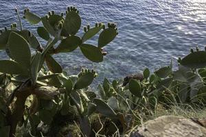 Summer Greek Islands Cactus Plant photo