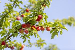 Red mirabelle cherry plums lit by sun, growing on wild tree. photo