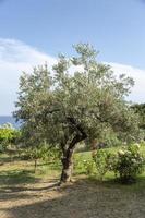 un olivo crece en un patio en la isla de skopelos, grecia. foto