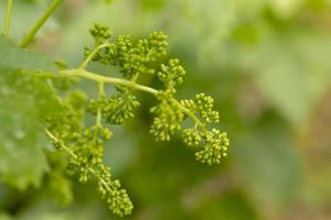 Close up of young branches of grapes in vineyard with selective focus.