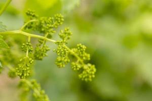 cerca de las ramas jóvenes de uvas en viñedo con enfoque selectivo. foto