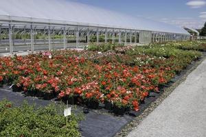 Different flowers in a nursery - outdoors photo