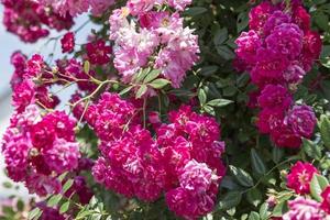 arbusto de rosas en el jardín foto