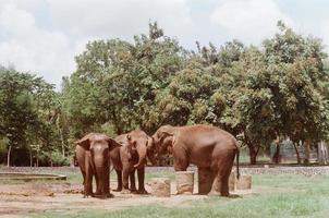 familia de elefantes indonesia foto