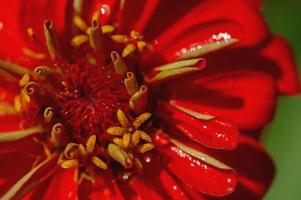 Red zinnia flower close-up photo