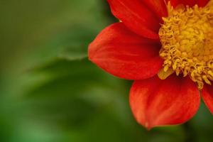 flor roja sobre un fondo verde macro abstracta. foto