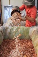 The process of fermenting fresh cocoa beans in a tank