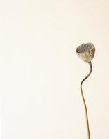 Dry lotus on beige background photo