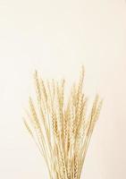 Wheat spikes on beige background photo