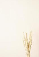 Wheat spikes on beige background photo