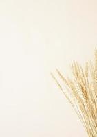 Wheat spikes on beige background photo