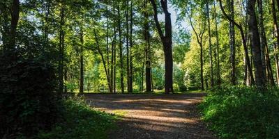 Landscape panorama of the path in the green summer forest park photo