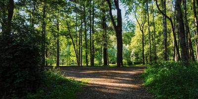 Panorama del paisaje del camino en el parque forestal verde de verano foto