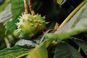 Thorny horse chestnuts in the green leaves on the fall tree branch photo