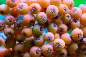 Bunch of rowan red berries macro on a tree branch in the autumn garden photo