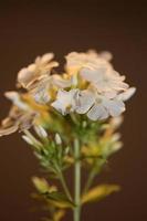 flor flor macro phlox paniculata familia polemoniaceae foto
