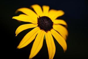 Fower blossom cerrar antecedentes familia compositae Rudbeckia fulgida foto