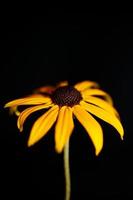 Fower blossom close up background rudbeckia fulgida family compositae photo