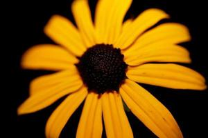 Fower blossom close up background rudbeckia fulgida family compositae photo