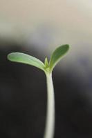 planta de marihuana primeras hojas cotiledón apertura cerrar fondo moderno impresiones de alta calidad cannabis sativa super limón neblina uso botánico familia cannaceae foto