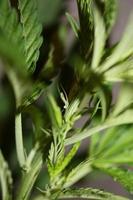 Marijuana leaves close up Indica family Cannabaceae super lemon haze photo