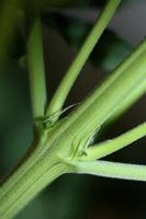 Marijuana leaves close up Indica family Cannabaceae super lemon haze photo