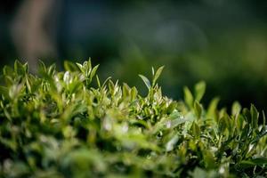 campo de té, hojas de té, té verde orgánico foto