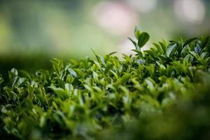 campo de té, hojas de té, té verde orgánico foto