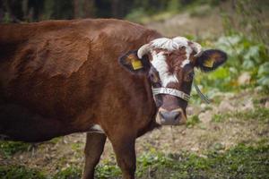 vacas, vacas pastando en la meseta foto