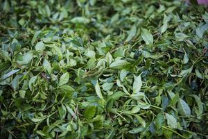 campo de té, hojas de té, té verde orgánico foto