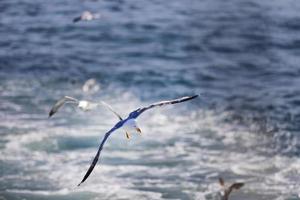 gaviota de mar, gaviotas blancas, gaviota voladora foto