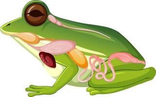 Internal anatomy of frog with organs vector